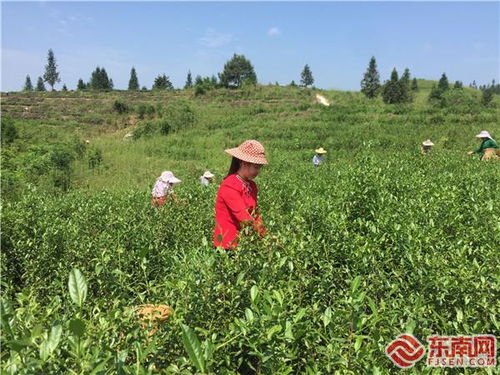 650万元 金融活水浇灌特色贡茶产业之花