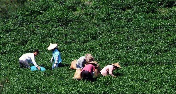 古代茶树种植法 你知道始于哪个朝代吗?