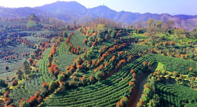 而我国更是茶叶的故乡,是最早发现茶叶功效,栽培茶树和制成茶叶的国家