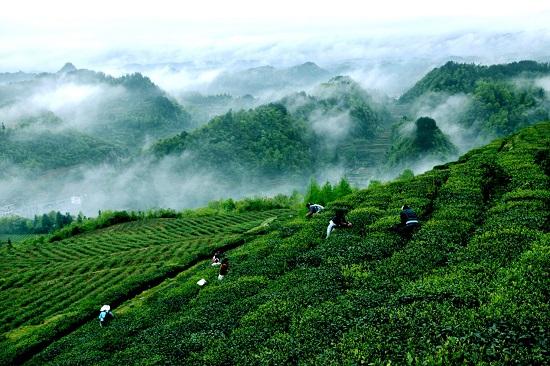 贵州已形成了世界面积最大的野生茶树群落,有世界最古老的野生型和