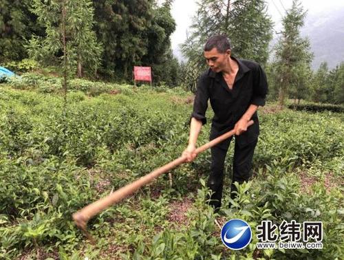 中坝村村民黄明种植茶树