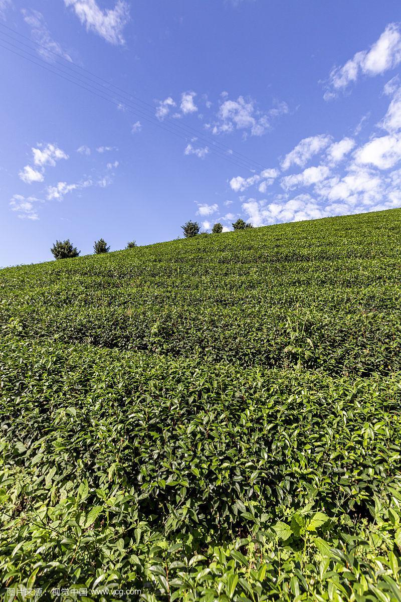 蓝天白云下的茶树种植园