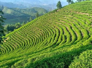 空手道高手不花一分钱整合一万多亩山茶油基地