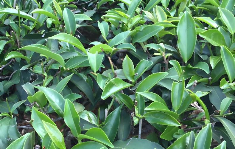 请问现阶段茶树应怎样防治病虫害? - 农业种植网