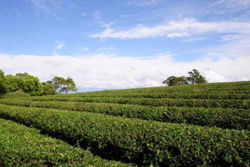 茶叶树的生物学特性跟种植技术与管理