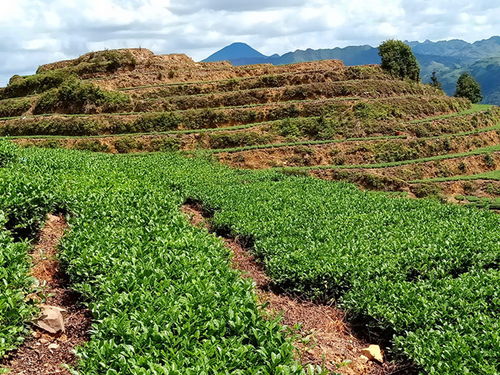茶树种植的有几种方法,直播与移栽,两种种植方法各有特点