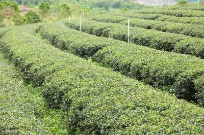 要想种出高产优质茶树,以下这5个种植条件你需要满足!值得收藏