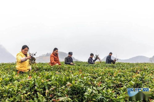 最高罚10万 贵州立法 700万亩茶园禁用化学除草剂 植调剂