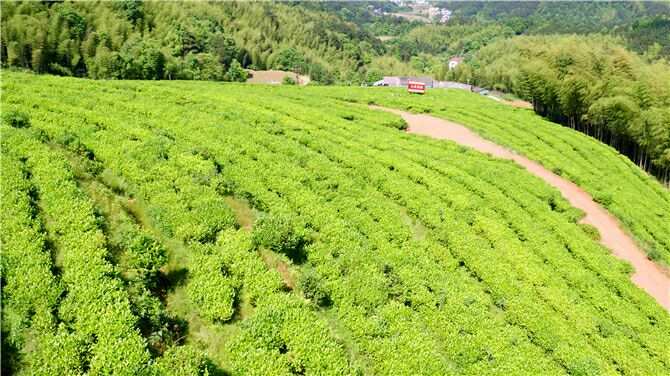 水龙茶园占地300亩,茶园内阶梯式的开垦种植茶树不仅有利.