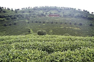 中国燕朔附近山上的茶园