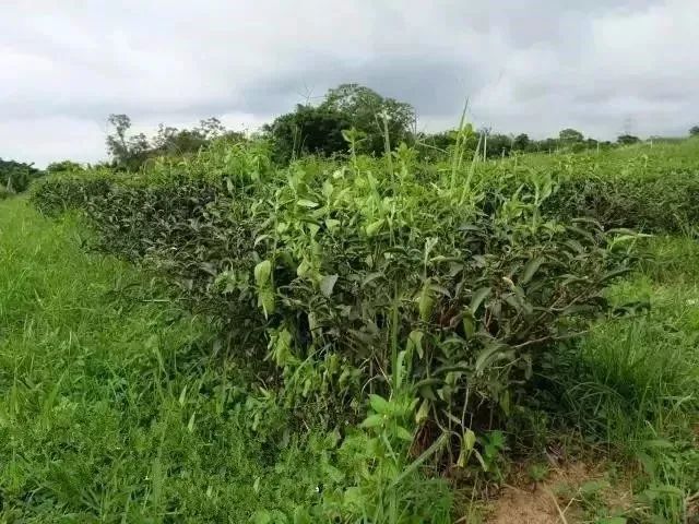 虫子咬过的水果不一定甜,但咬过的茶是真香!