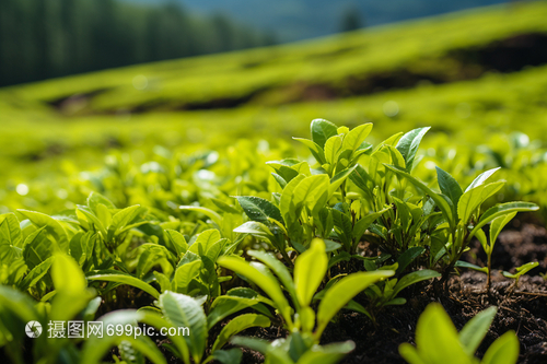 山丘中种植的茶树