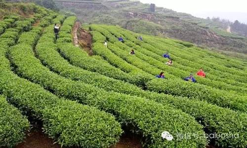 单丛丨各种让人好奇又难忘的香型