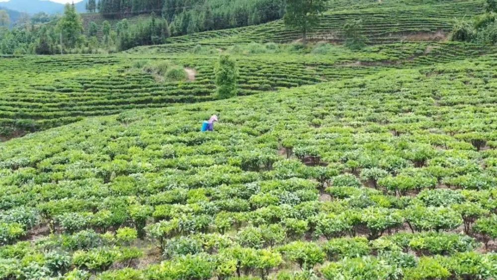 文山之干I 广南底圩:打好绿色生态牌 走稳有机茶叶路