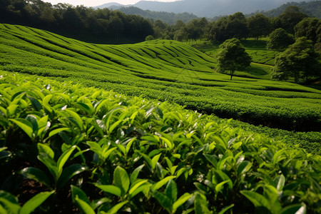 茶树籽背景