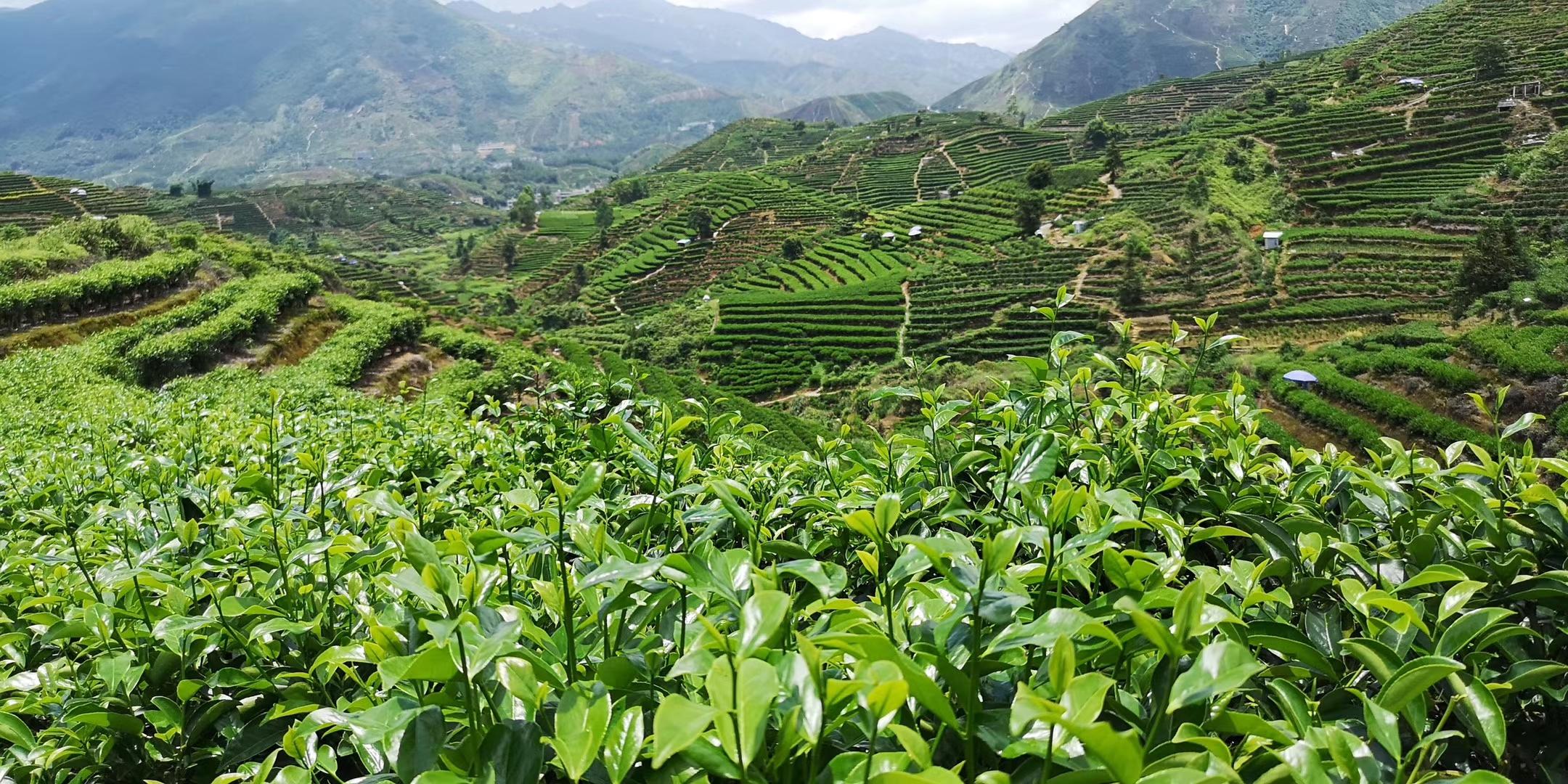 喝茶识茶区之最适茶树种植的区域华南茶区