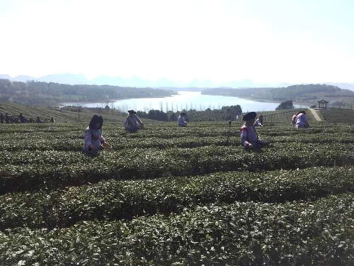 清镇红枫湖镇完成茶树种植7000余亩