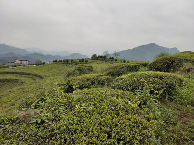 茶山,茶园,茶叶,茶树