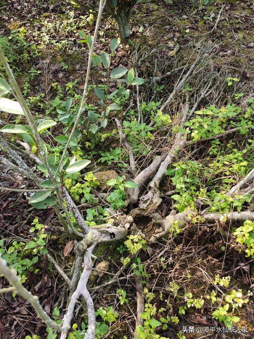 生产队那时种的漳平水仙茶树