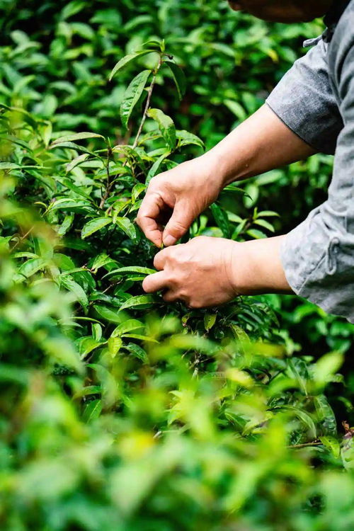 5000年茶史,用一盏茶的时间聊聊