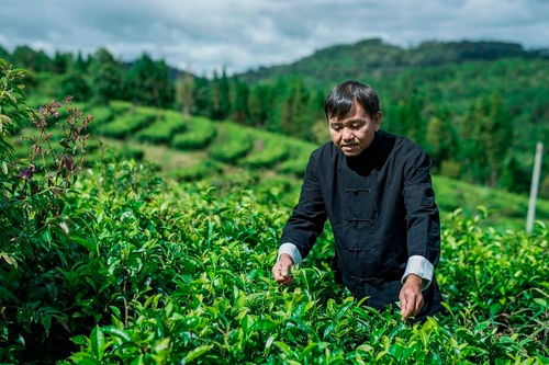 国庆不要看人头 小众旅游地推荐 古茶山