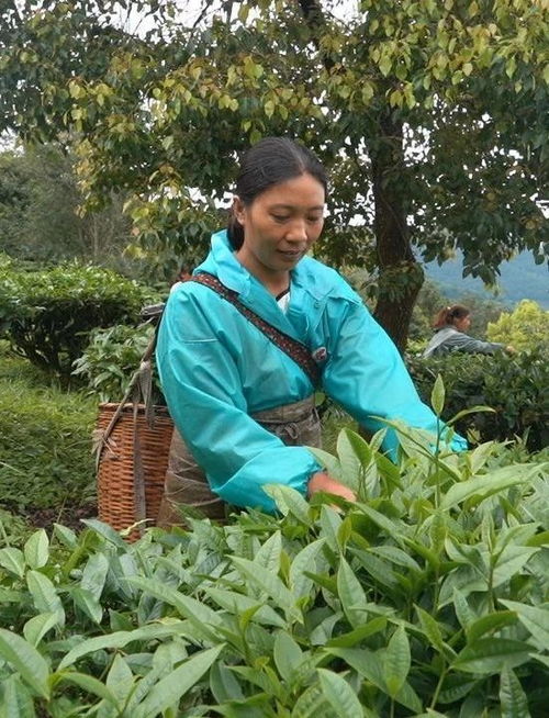 景东县打好茶产业 生态牌 铺就助农增收致富路