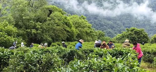 低碳茶园 乡村振兴 新样式 ,赚钱不是靠茶叶