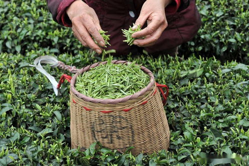 农民种植茶树,很多都用农药,那么茶叶还能放心喝吗