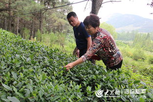 中茶所茶树种植工程研究中心主任研究员肖强一行到日照浏园春调研