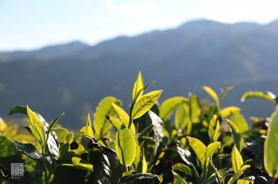 大郭说茶丨52.茶树的有性系和无性系