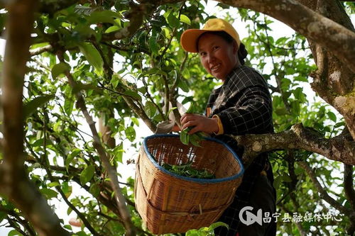 栽培型茶树