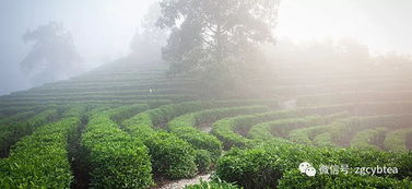 优良茶树品种 祁门种