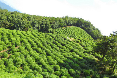 茶树图片-茶树作品