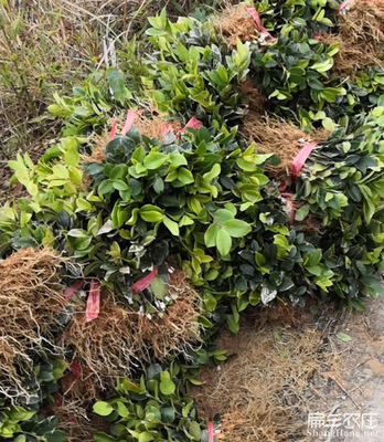 湖南长沙浏阳油茶苗基地宁乡望城茶籽树种植