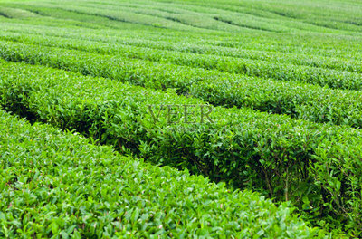 韩国,济州岛,绿茶,茶树,绿色