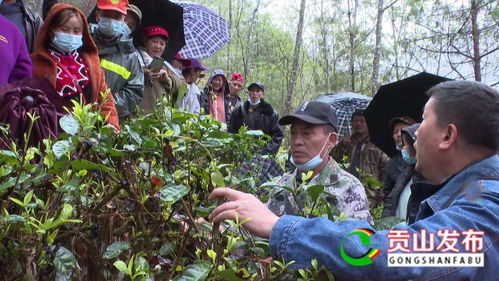 贡山县 推广茶树种植 助力乡村振兴