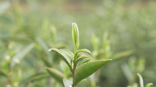 铁香 春茶吐新绿 茶农抢 鲜 采茶忙