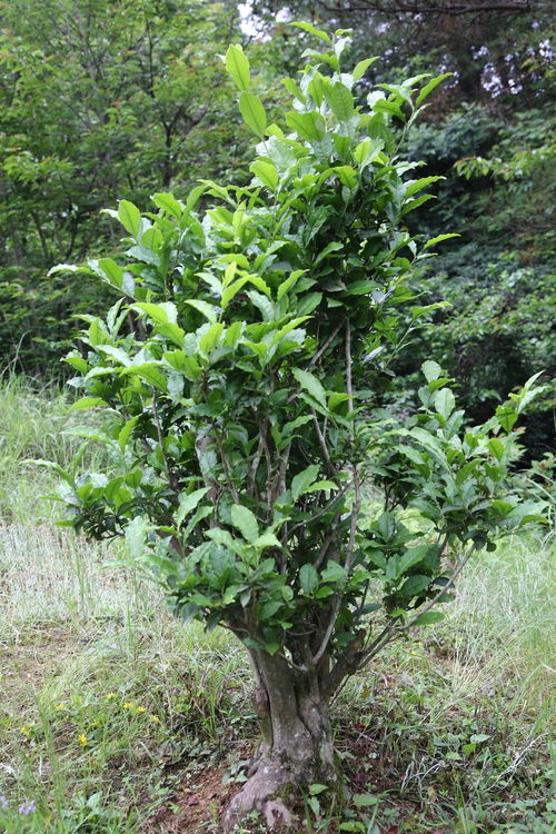 广元旺苍发现千亩古茶树群落 部分树龄达千年