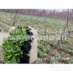 【茶苗基地专业茶树苗种植规格齐全大量供应】-