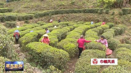 巾帼风采 | 乡村振兴路上茶香飘 横坑“巾帼”绽芳华