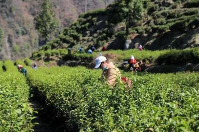 汉中一茶企获“全国首批生态低碳茶认证企业”