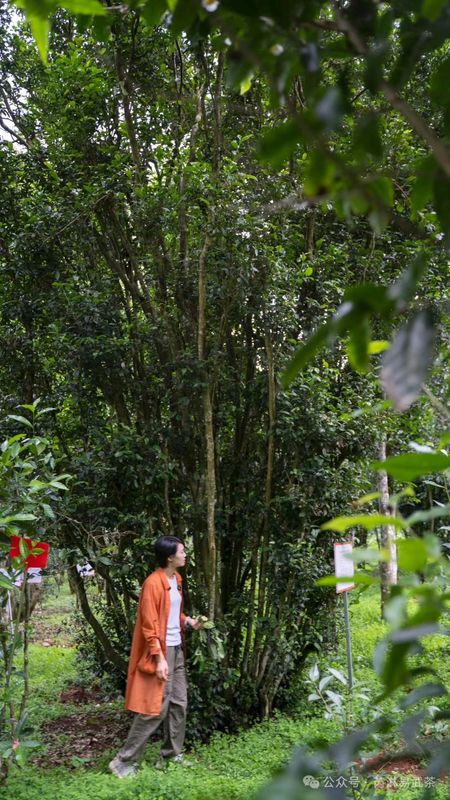 芮淋探国家大叶茶树种质资源圃 勐海