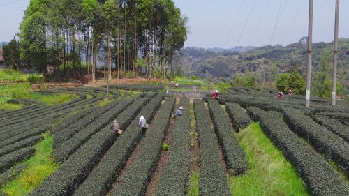 沐川 春茶上 鲜 就是这样 紫