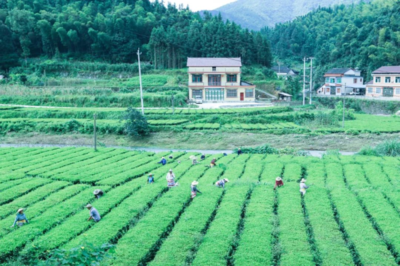 理想华莱:一片茶叶,铸造出一方乡村振兴高地