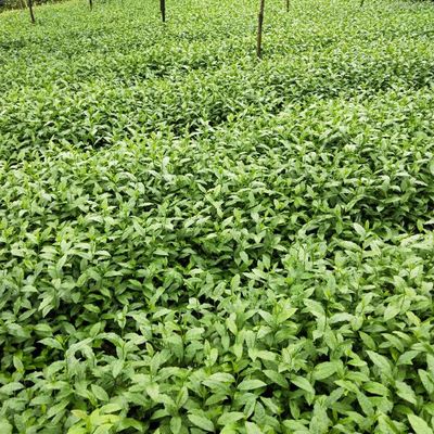 福云六号茶树苗 实生苗 0.5米以下