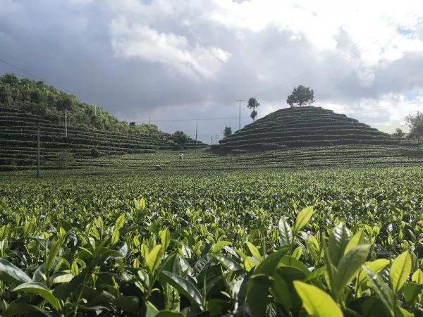 古树茶与台地茶鉴别的几个关键点_茶树