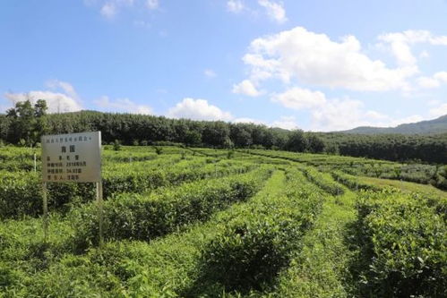 白沙茶树种植新品种 进一步凸显生态环境优势