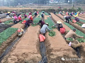 凉亭乡 茶叶苗圃基地务工忙