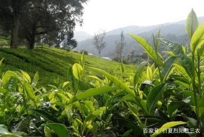 茶树种植技术要点有哪些?土壤与肥料的结合,水分的事宜都很关键