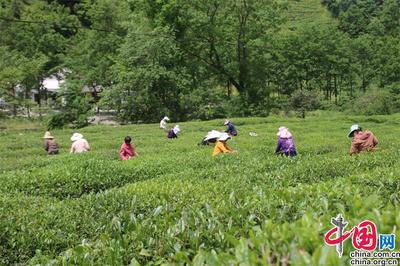 甘肃文县:茶香弥漫青山绿水间